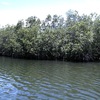 Mangroves forest 