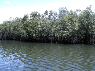 Mangroves forest 