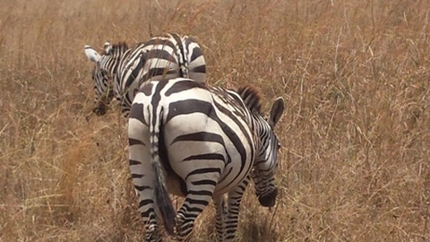 zebra