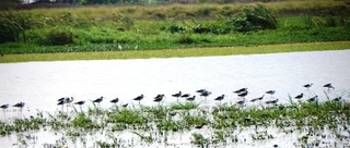 Black-winged Stilts 