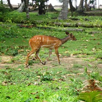 Fauna in Ghana