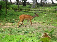 A  Bushbuck at Ankobra beach