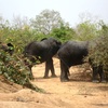 Elephants at Mole National Park 