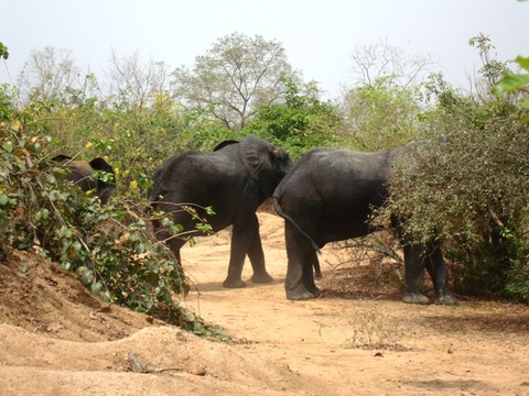 Elephants at Mole National Park 