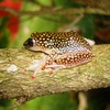 A Tree frog at Ankobra Beach  