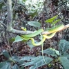 Green tree snake 