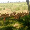 Samples of Ghanaian Fauna