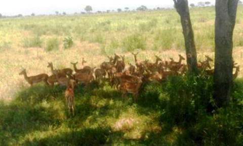 Antelopes