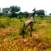 Samples of Ghanaian Fauna