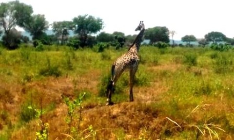 Samples of Ghanaian Fauna