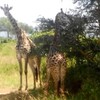 Samples of Ghanaian Fauna