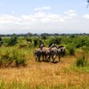 Samples of Ghanaian Fauna