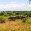 Samples of Ghanaian Fauna