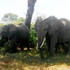 Samples of Ghanaian Fauna