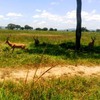 Samples of Ghanaian Fauna