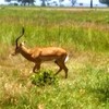 Samples of Ghanaian Fauna