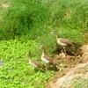 Samples of Ghanaian Fauna