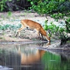 A Kob at Mole National Park 