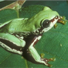 Samples of Ghanaian Fauna