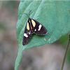 Samples of Ghanaian Fauna