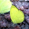 Samples of Ghanaian Fauna