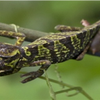 Samples of Ghanaian Fauna