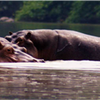 Samples of Ghanaian Fauna