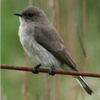 Samples of Ghanaian Fauna