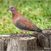 Samples of Ghanaian Fauna