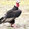 Samples of Ghanaian Fauna