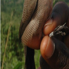 Samples of Ghanaian Fauna