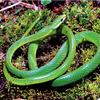 Samples of Ghanaian Fauna