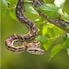 Samples of Ghanaian Fauna