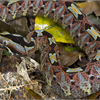 Samples of Ghanaian Fauna