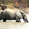 Samples of Ghanaian Fauna