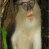 Samples of Ghanaian Fauna