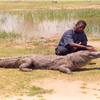 Samples of Ghanaian Fauna