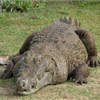 Samples of Ghanaian Fauna