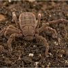 Samples of Ghanaian Fauna