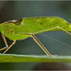 Samples of Ghanaian Fauna