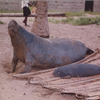 Samples of Ghanaian Fauna