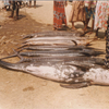 Samples of Ghanaian Fauna