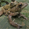 Samples of Ghanaian Fauna