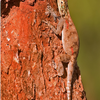 Samples of Ghanaian Fauna