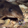 Samples of Ghanaian Fauna