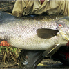 Samples of Ghanaian Fauna