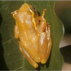 Samples of Ghanaian Fauna