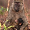 Olive Baboon at Mole National Park 