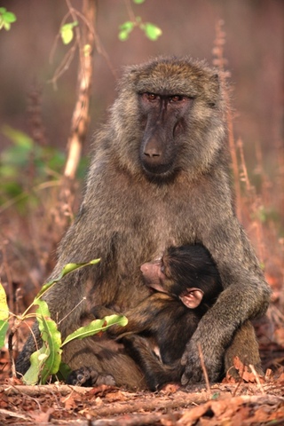 Olive Baboon at Mole National Park 