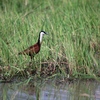 The African Jacana